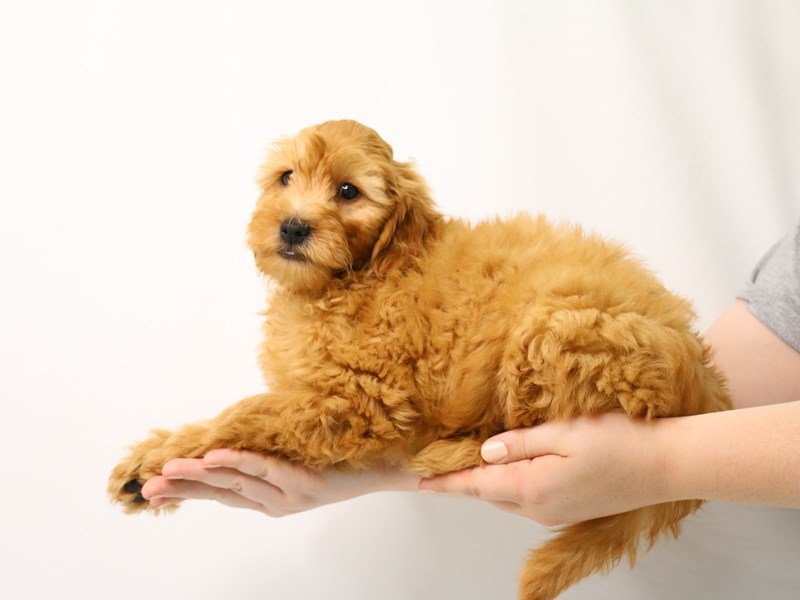 Mini Goldendoodle-Male-Golden-3238341-My Next Puppy