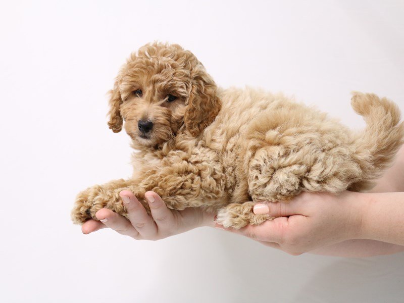 Mini Goldendoodle-Female-Gold-3238338-My Next Puppy