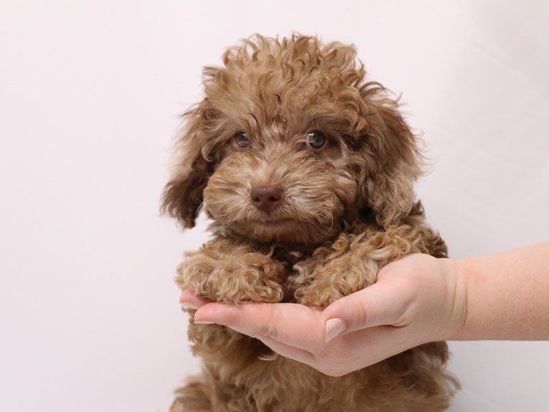 Toy Poodle-Male-Chocolate Merle-3238498-My Next Puppy