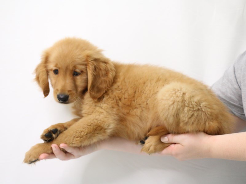 Golden Retriever-DOG-Male-Golden-3238344-My Next Puppy