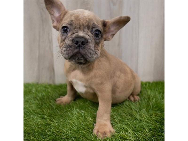 French Bulldog-DOG-Male-Blue Fawn-3247654-My Next Puppy