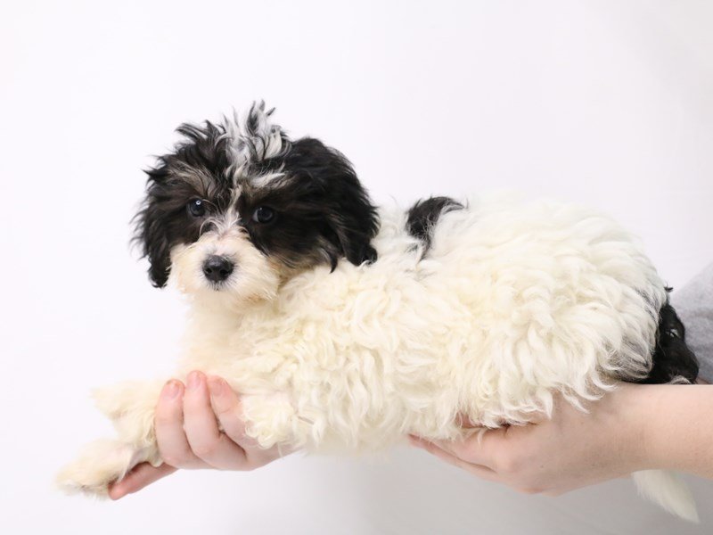 Bichapoo-Male-Black / Tan-3247666-My Next Puppy