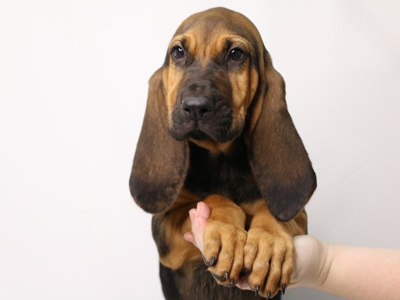 Bloodhound-Male-Black / Tan-3259732-My Next Puppy