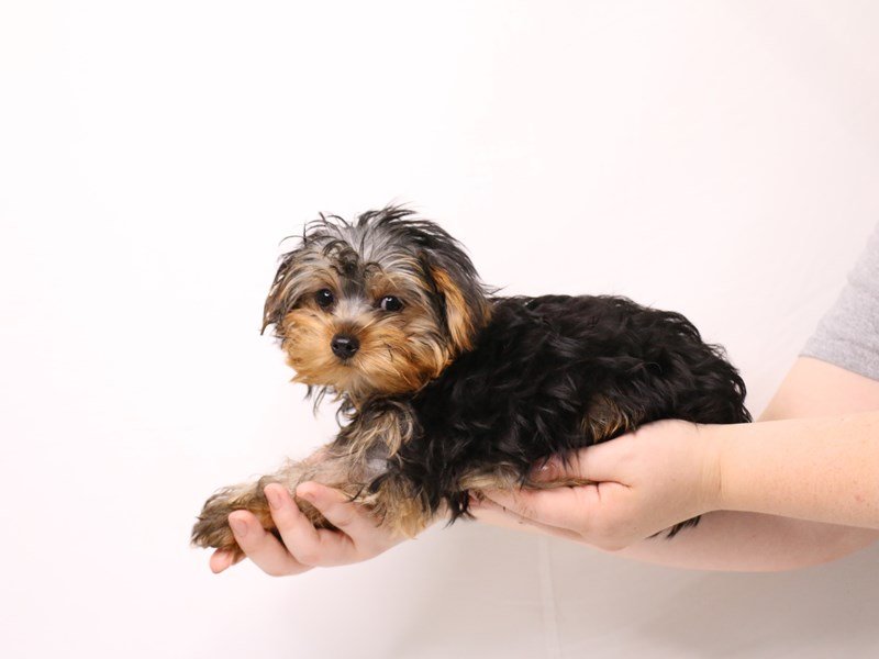 Yorkshire Terrier-DOG-Female-Black / Tan-3263218-My Next Puppy