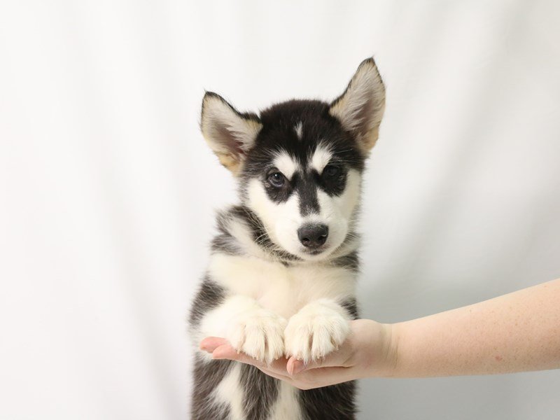 Alaskan Malamute-Male-Black / White-3269612-My Next Puppy