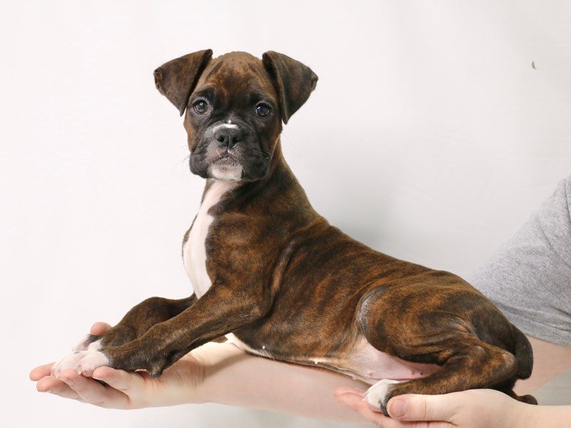 Boxer-DOG-Female-Brindle-3269306-My Next Puppy
