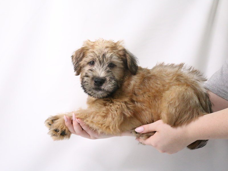Soft Coated Wheaten Terrier-Female-Wheaten-3199378-My Next Puppy