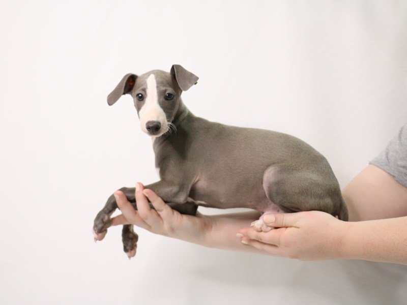 Italian Greyhound-Male-Blue-3238356-My Next Puppy