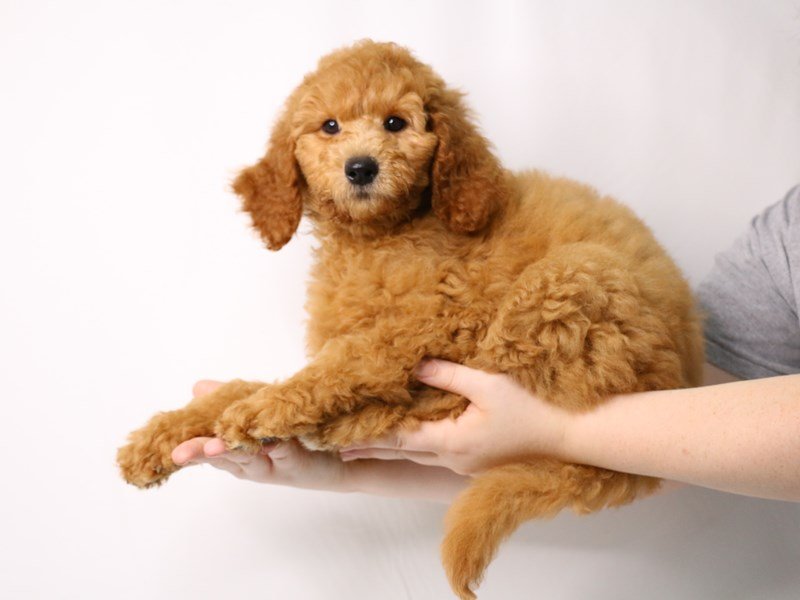 2nd Generation Goldendoodle-DOG-Female-Red-3259751-My Next Puppy