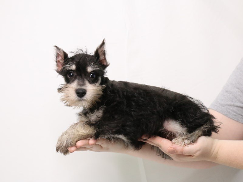 Miniature Schnauzer-DOG-Female-Black and Silver-3257998-My Next Puppy