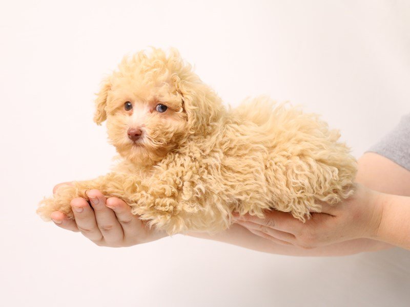 Toy Poodle-Male-Cream-3269347-My Next Puppy