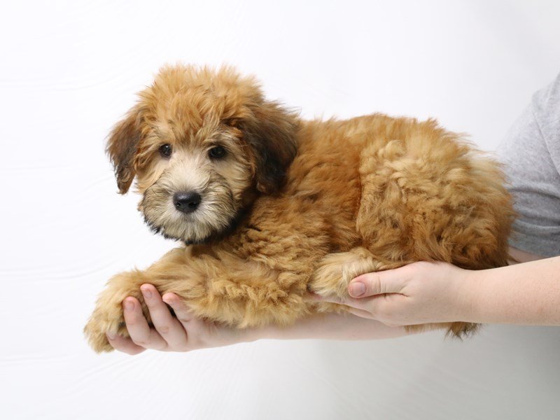 Soft Coated Wheaten Terrier-Male-Wheaten-3275726-My Next Puppy