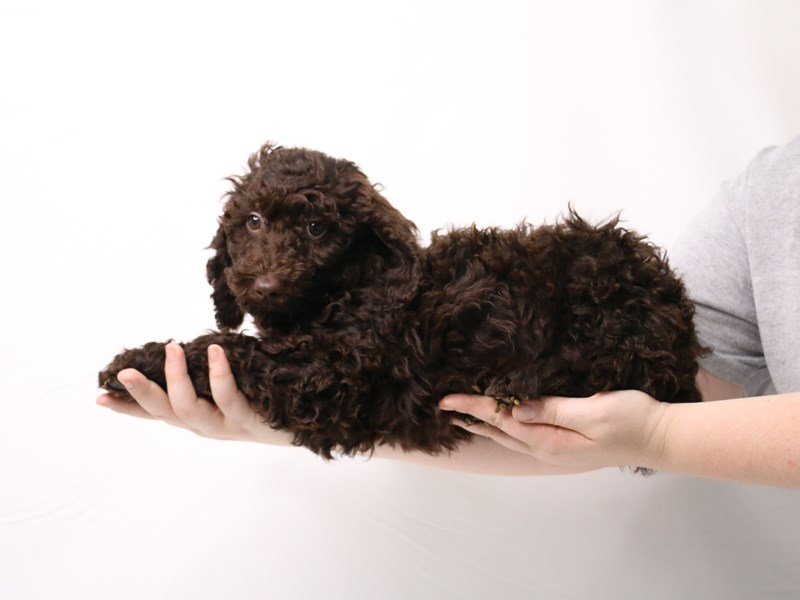 Standard Poodle-Female-Chocolate-3275742-My Next Puppy