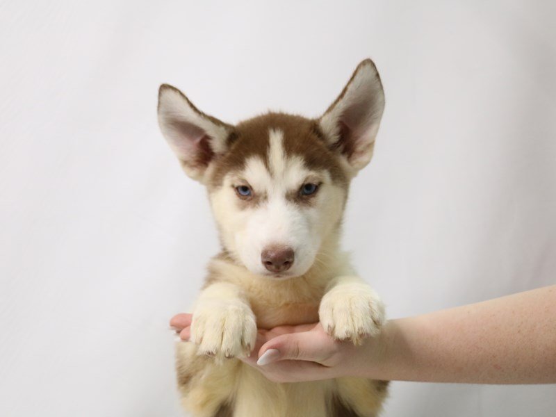 Siberian Husky-DOG-Female-Red / White-3285844-My Next Puppy