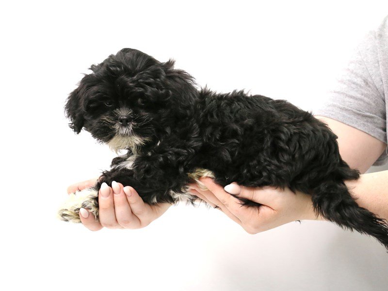 Lhasa Apso-Male-Black-3285616-My Next Puppy