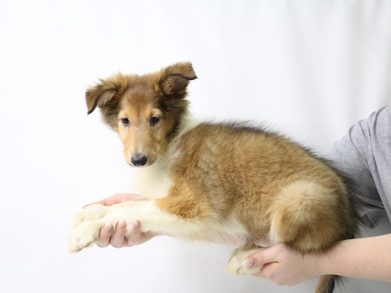 Collie-Female-Sable / White-3285617-My Next Puppy