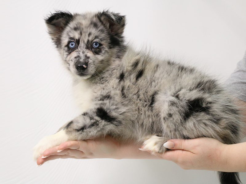 Pomsky-Female-Blue Merle-3296157-My Next Puppy