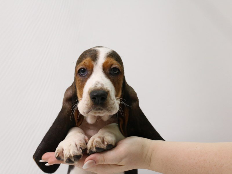 Basset Hound-Male-Black Brown and White-3295280-My Next Puppy