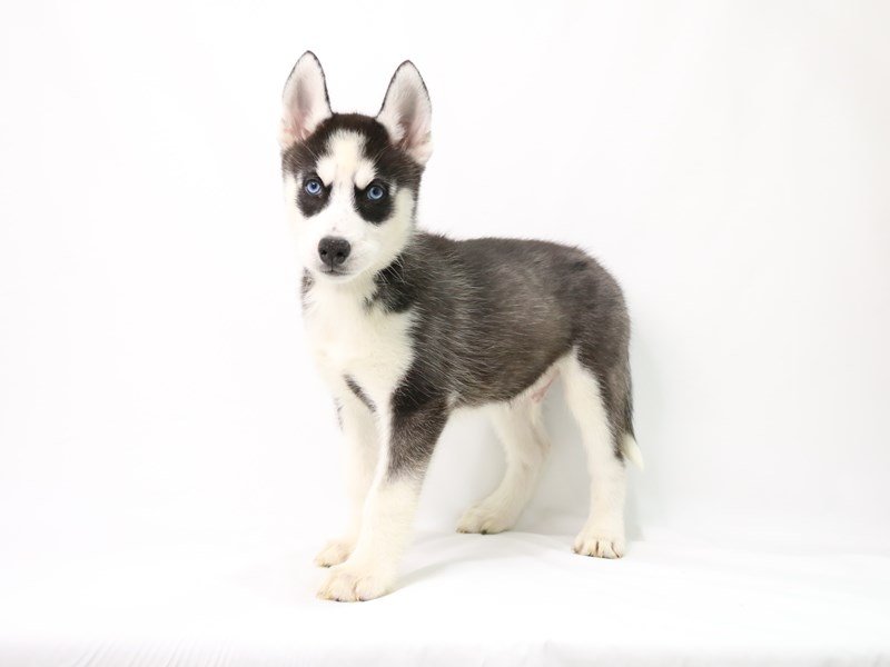 Siberian Husky-DOG-Male-Black / White-3305905-My Next Puppy