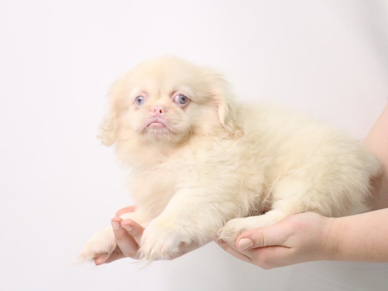 Pekingese-Male-Lavender-3238499-My Next Puppy
