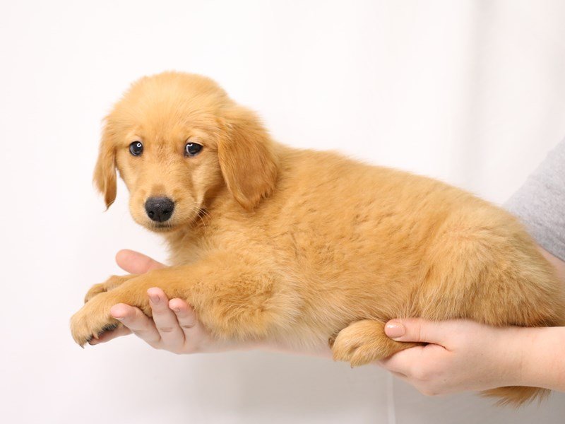 Golden Retriever-DOG-Female-Golden-3260257-My Next Puppy