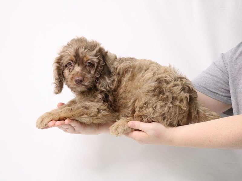 Cock A Poo-Male-Chocolate Merle-3269344-My Next Puppy
