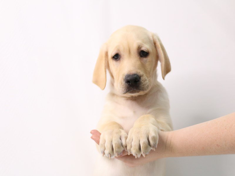Labrador Retriever-Male-Yellow-3277426-My Next Puppy