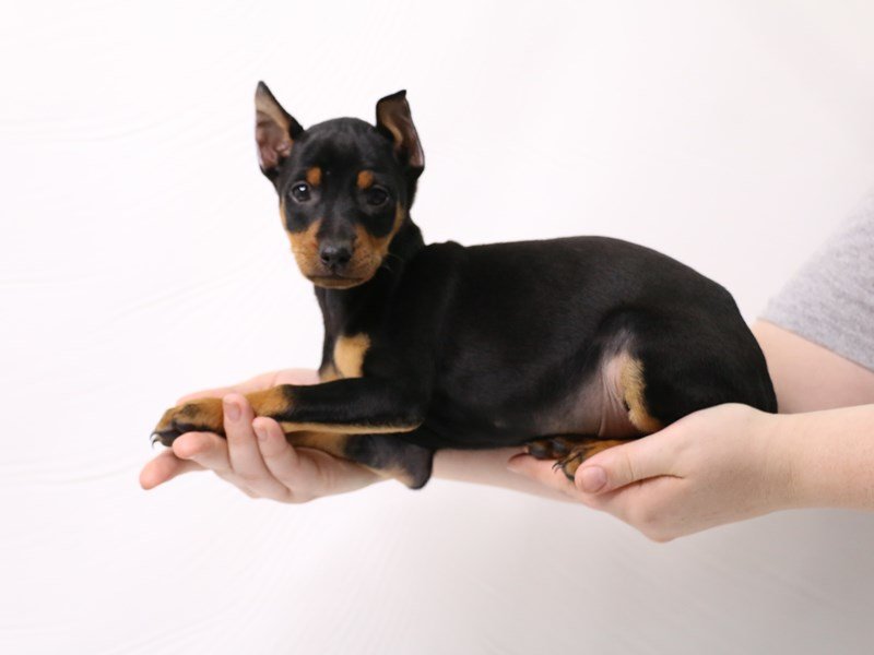 Miniature Pinscher-Male-Black / Tan-3277436-My Next Puppy