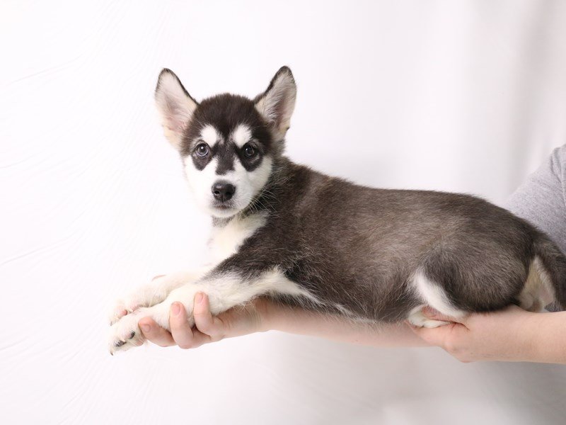 Alaskan Malamute-Male-Black / White-3280132-My Next Puppy