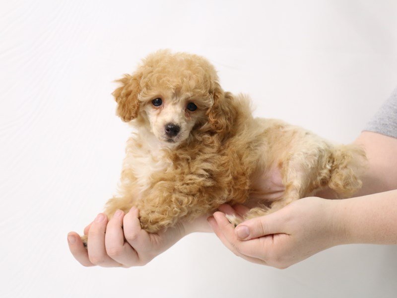 Miniature Poodle-Female-Apricot-3277430-My Next Puppy