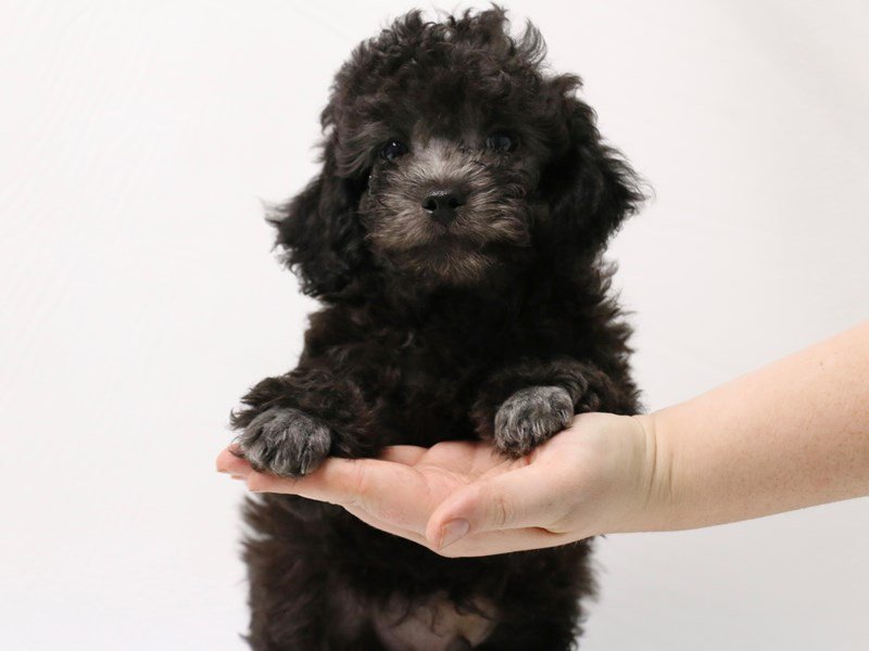 Miniature Poodle-Male-Black-3275733-My Next Puppy