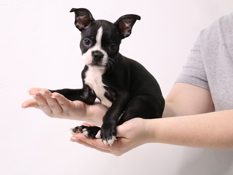 Boston Terrier-DOG-Male-Black / White-3285611-My Next Puppy