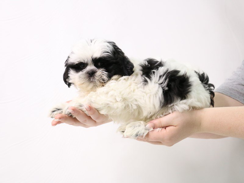 Shih Tzu-DOG-Male-Black / White-3285615-My Next Puppy