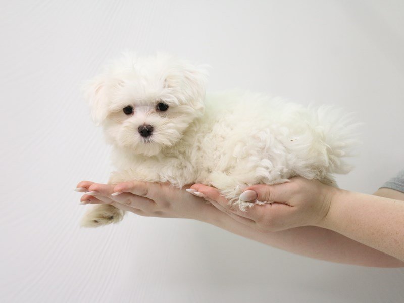Maltese-Male-White-3296150-My Next Puppy