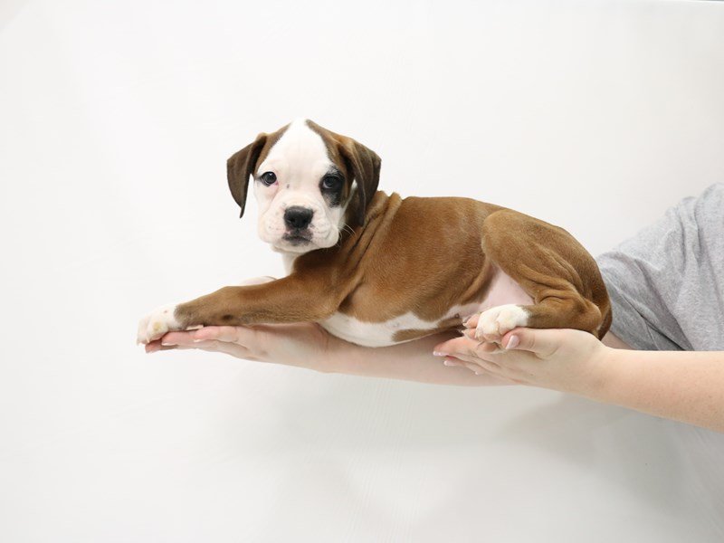Boxer-Male-Fawn-3305837-My Next Puppy