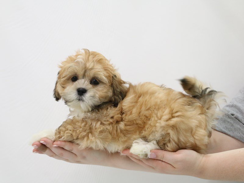 Lhasa Apso-Male-Golden-3305858-My Next Puppy