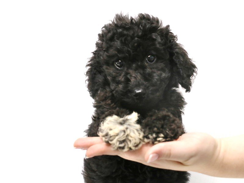 Aussiedoodle-DOG-Male-Black-3312587-My Next Puppy