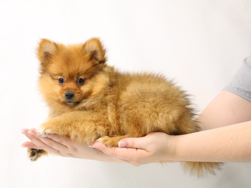 Pomeranian-Male-Orange Sable-3312594-My Next Puppy