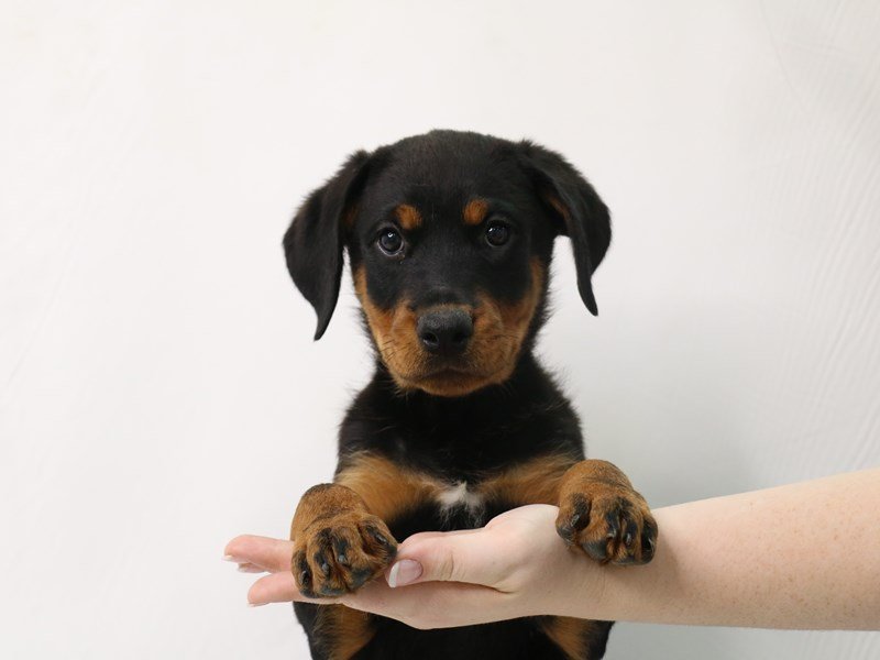 Rottweiler-Female-Black / Tan-3312595-My Next Puppy