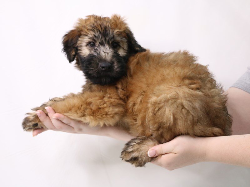 Soft Coated Wheaten Terrier-Male-Wheaten-3324990-My Next Puppy
