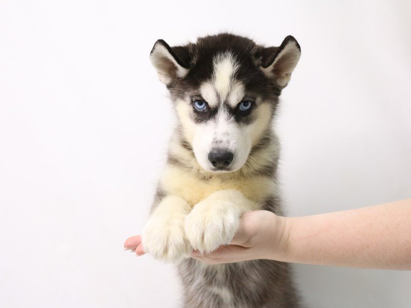 Siberian Husky-DOG-Male-Black / White-3324992-My Next Puppy