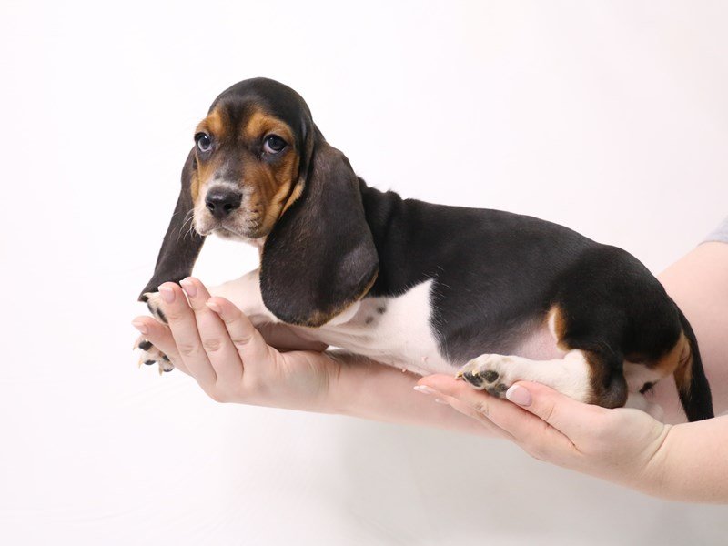 Basset Hound-DOG-Male-Blk/Wht/Tan-3325562-My Next Puppy