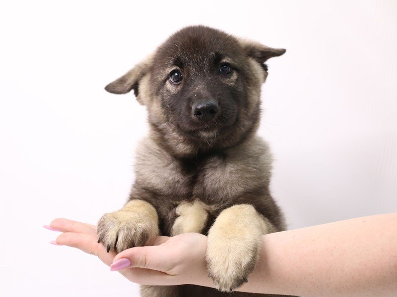 Norwegian Elkhound-Male-Sable-3331843-My Next Puppy