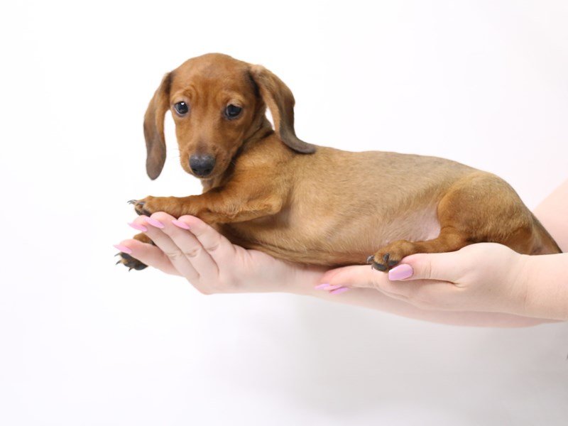 Miniature Dachshund-DOG-Female-Red-3331844-My Next Puppy
