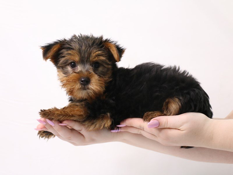 Yorkshire Terrier-Male-Blue / Tan-3340342-My Next Puppy