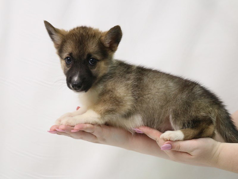 Siborgi-DOG-Female-Sable-3340401-My Next Puppy
