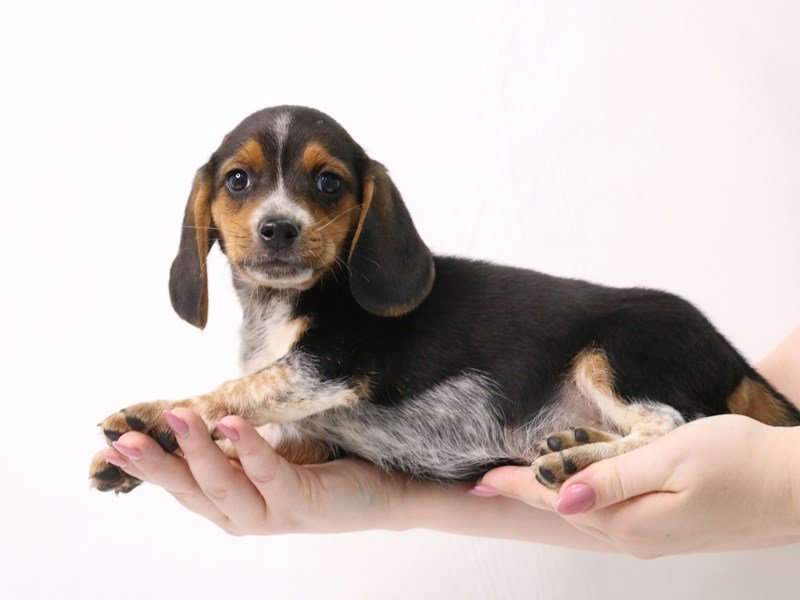Beagle-Male-Black White / Tan-3349706-My Next Puppy