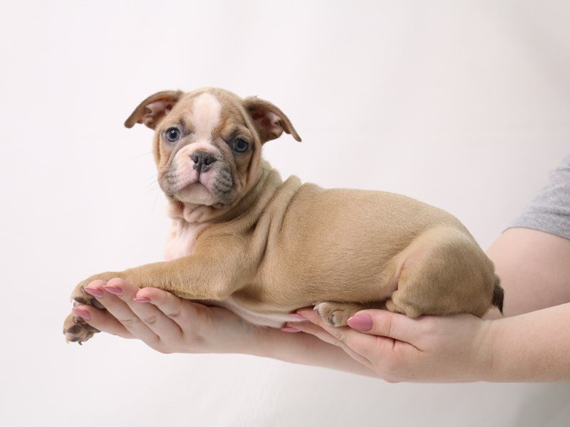 Frenchton-Male-Fawn-3349690-My Next Puppy