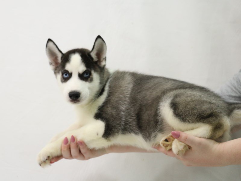 Siberian Husky-DOG-Male-Black / White-3349835-My Next Puppy