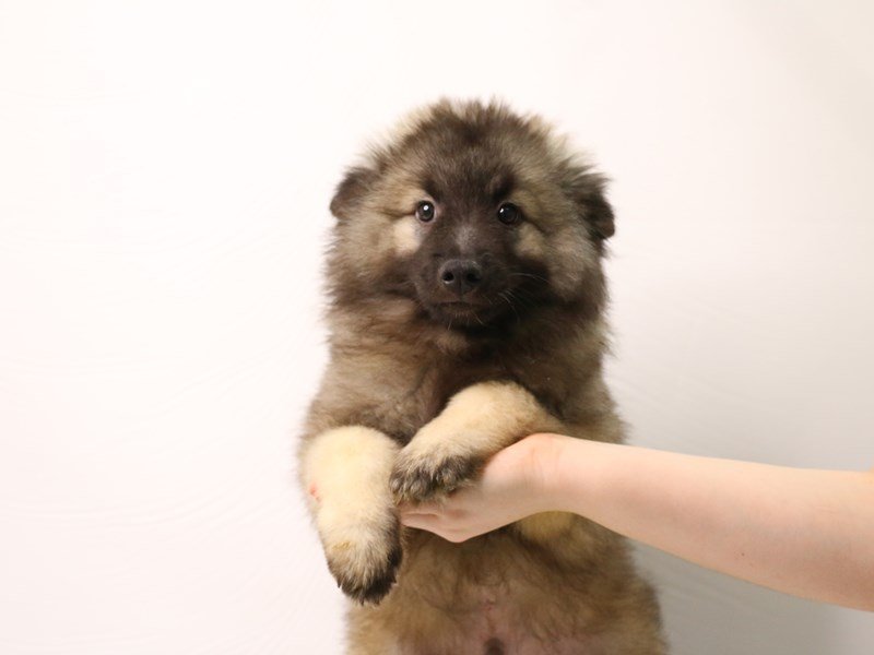 Keeshond-Male-Silver Sable-3275729-My Next Puppy